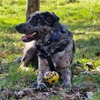 lernwilliger JERRY sucht seine Menschen, Hund zur Adoption