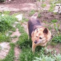 Für Leira- Nadel im Heuhaufen gesucht, Hündin zur Adoption