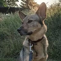 Bailey sucht seine Für-Immer-Familie, Hund zur Adoption