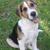 Kalle - lebenslustig und verschmust, Hund zur Adoption