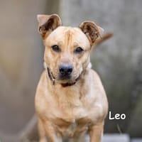 LEO, Hund zur Adoption