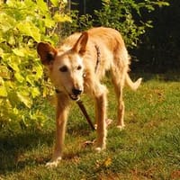 Lizzie, Hündin zur Adoption
