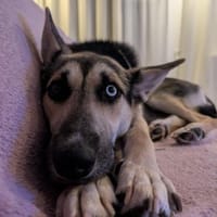 LEVI - auf seiner Pflegestelle Templin, Hund zur Adoption