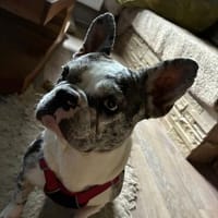 CLOE - unkomplizierte, schlaue Lady, Hündin zur Adoption