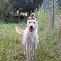 Ruby- bezaubernde Frohnatur mit ganz viel Herz, Hündin zur Adoption