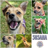 SUSANA * neugierig und gut gelaunt, Hündin zur Adoption