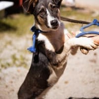 Smilakinder-und katzenliebe Hündin wartet in 22529 Hamburg, Hündin zur Adoption