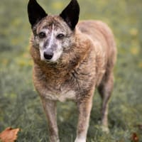 Lucy liebe alte Hündin, Hündin zur Adoption