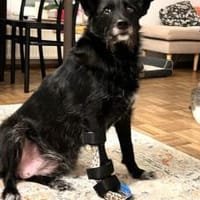 Schmusemaus Anduni sucht dich, Hündin zur Adoption
