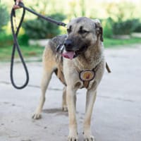 Basti hatte noch niemals ein Zuhause, Hund zur Adoption