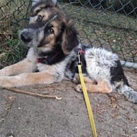 Archy - wartet in 21255 Tostedt, Hund zur Adoption