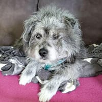Buddy hat sein Zuhause verloren, Hund zur Adoption