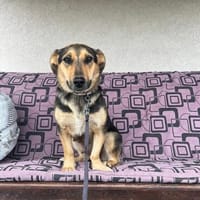 Mia möchte dich kennenlernen, Hündin zur Adoption