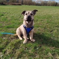Kleine FEE sucht ihr Zuhause, Hündin zur Adoption