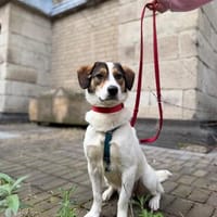 Jampa - junger, intelligenter Hund sucht erfahrene Menschen, Hund zur Adoption