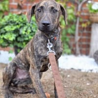 🐾 Bill  vorsichtiger Junghund, Hund zur Adoption