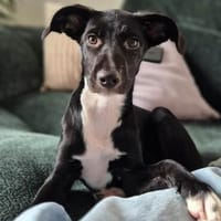 Fenya sucht ganz viel Liebe und Zuwendung, Hündin zur Adoption