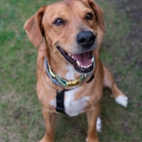 Hachiko, treuer Begleiter, ca. 8 Jahre, Hund zur Adoption