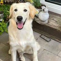 Shiro sucht seine Familie, Hund zur Adoption