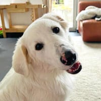 Liu sucht liebe Menschen, Hund zur Adoption