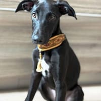 Charlie kleiner Kerl sucht sein Traumzuhause, Hund zur Adoption