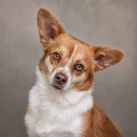 Pongo 💙 💙 💙  hofft auf 2. Chance 🙏, Hund zur Adoption