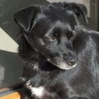Laky 💙💙💙 wer gibt ihm 2. Chance?, Hund zur Adoption