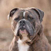Bruno will endlich ankommen!, Hund zur Adoption