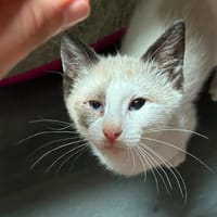 GRISPOIL, chatte à adopter