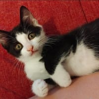FIGARO, chat à adopter