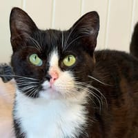 SHEETOS en SOS, chat à adopter