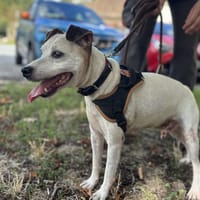 LASCARD, chien à adopter