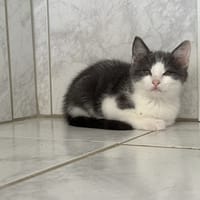 RAYA, chatte à adopter