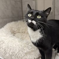 CHEEKY, chatte à adopter