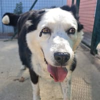HERTON, chien à adopter