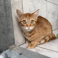ODIE, chat à adopter