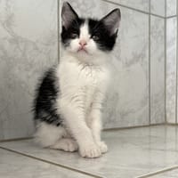 MERIDA, chatte à adopter