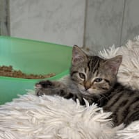 YZMA, chatte à adopter