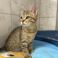 MAUI, chat à adopter