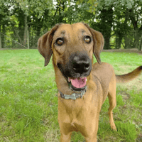 SIMBA, chienne à adopter