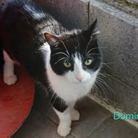 DOMINO, chat à adopter