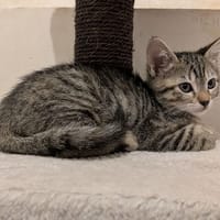 Brume, chatte à adopter