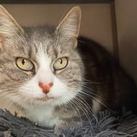 CHAUSSETTE, chatte à adopter