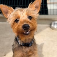 LIPTON, chien à adopter