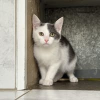 DIOGO, chat à adopter