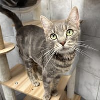 iris, chatte à adopter