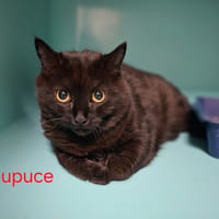 PUPUCE, chatte à adopter