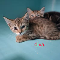 DIVA, chatte à adopter