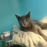 Suki, chatte à adopter