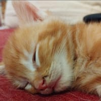 LEON RESERVE, chat à adopter
